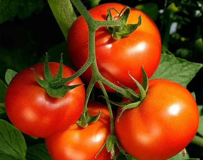 Senta Energy Co., Teo.